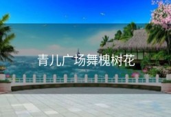 青儿广场舞槐树花