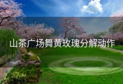 山茶广场舞黄玫瑰分解动作