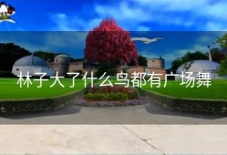 林子大了什么鸟都有广场舞