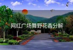 网红广场舞野花香分解