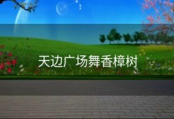 天边广场舞香樟树