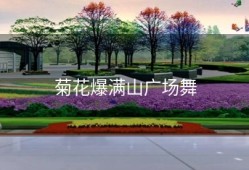 菊花爆满山广场舞