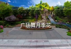 广场舞月季花