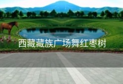 西藏藏族广场舞红枣树
