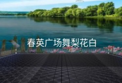 春英广场舞梨花白