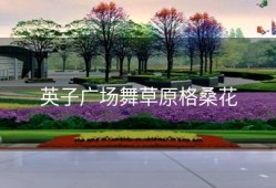 英子广场舞草原格桑花