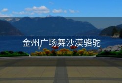 金州广场舞沙漠骆驼